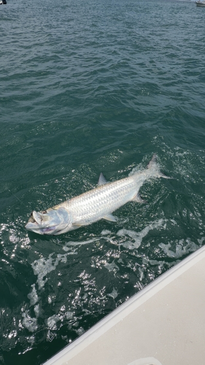 gause-built-tarpon-season-florida.jpg